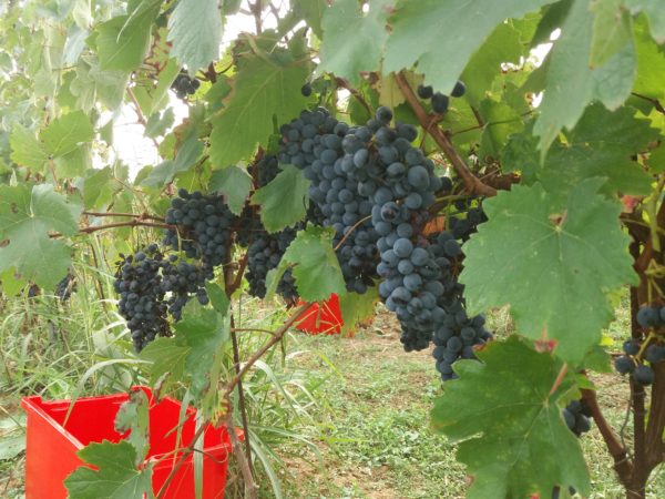 Vendemmia 2020 - vigneto
