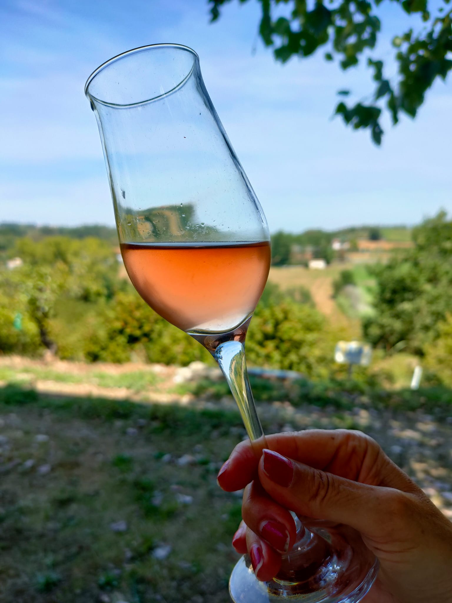  vinum rosae rosè Rosato Barbera bucce fresco